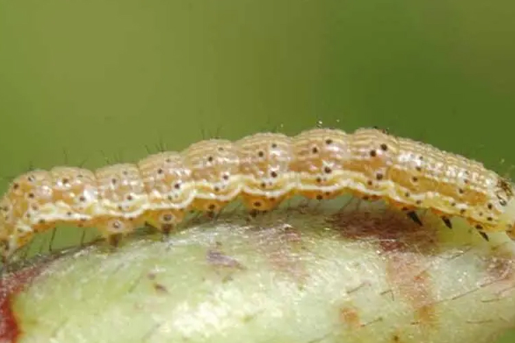 Control of cotton bollworm in agriculture