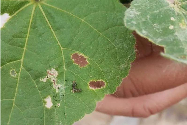 Control of cotton bollworm in agriculture