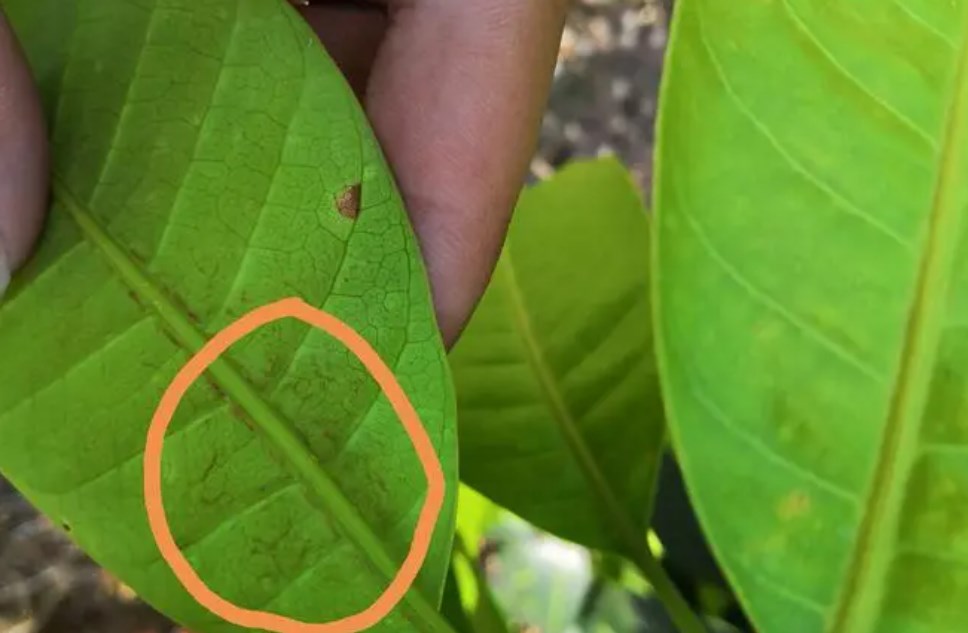Thrips damage to crops