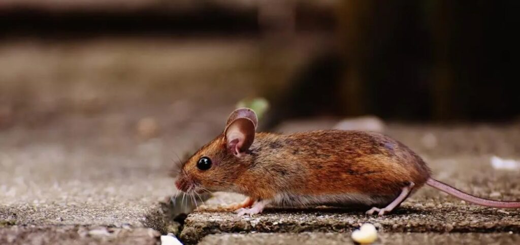 In addition to eating our food and clothes, rats can also transmit various diseases.