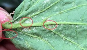 Thrips Control