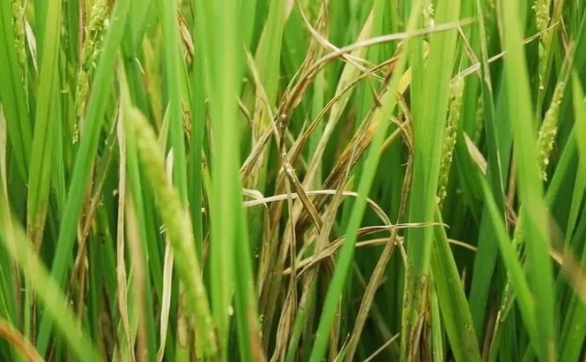 Rice plant pest outbreak period