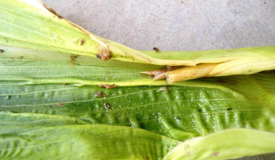 Crop thrips control methods