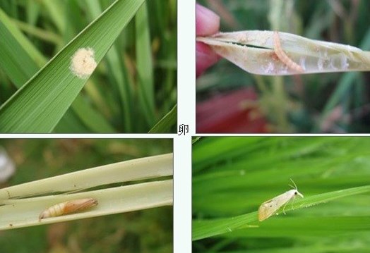 Development of rice pests from eggs to adults