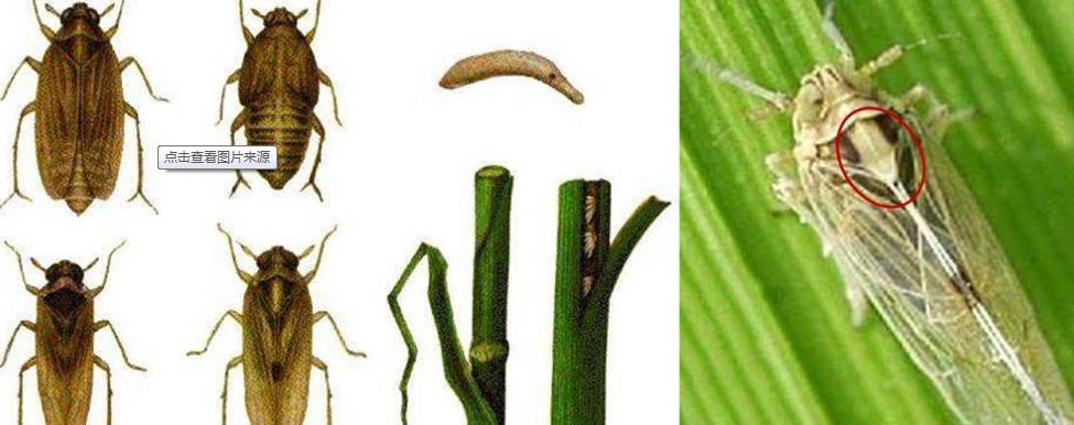 Rice thrips damage rice straw