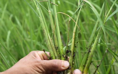 Various pests cause rice yield reduction