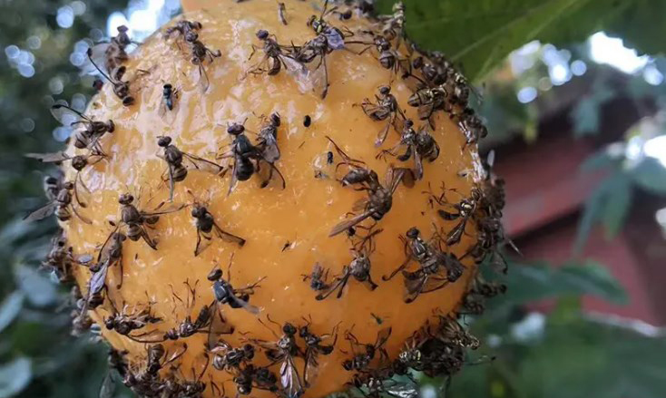 Spinosad: Australia’s Top Choice for Fruit Fly Control
