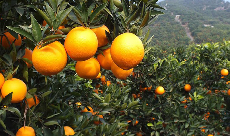 citrus tree