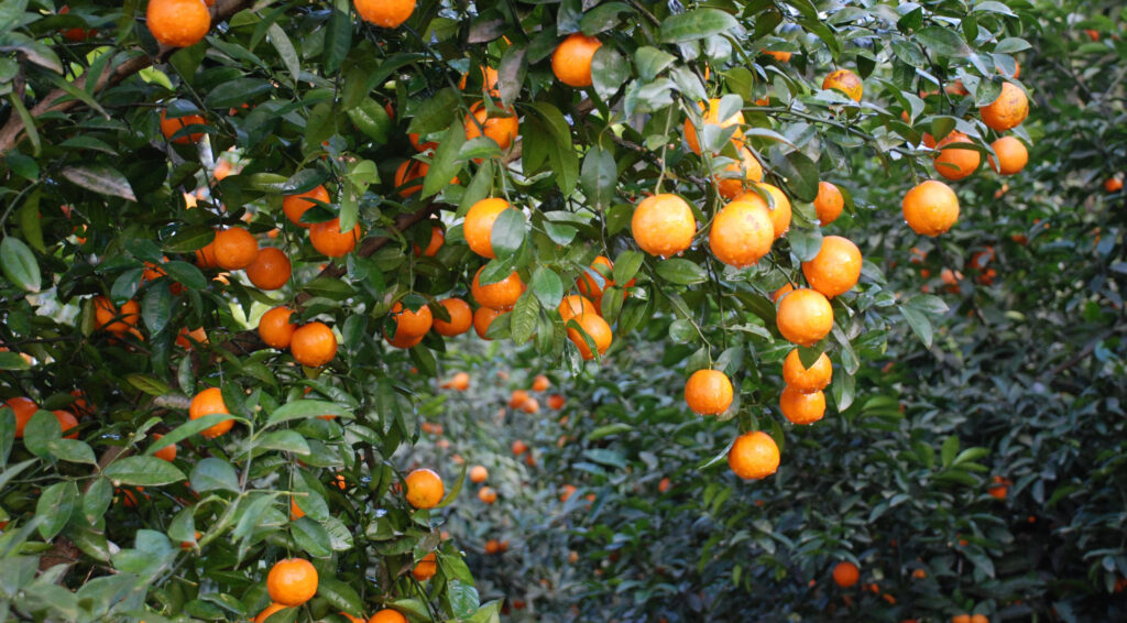 Helping Citrus Fight Pests