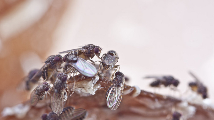 Drosophila damage to citrus
