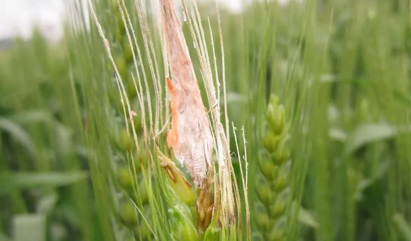 Botrytis cinerea is an important disease that occurs on the ears of wheat.