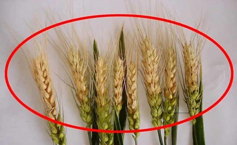 Wheat Diseases and Control – Botrytis cinerea