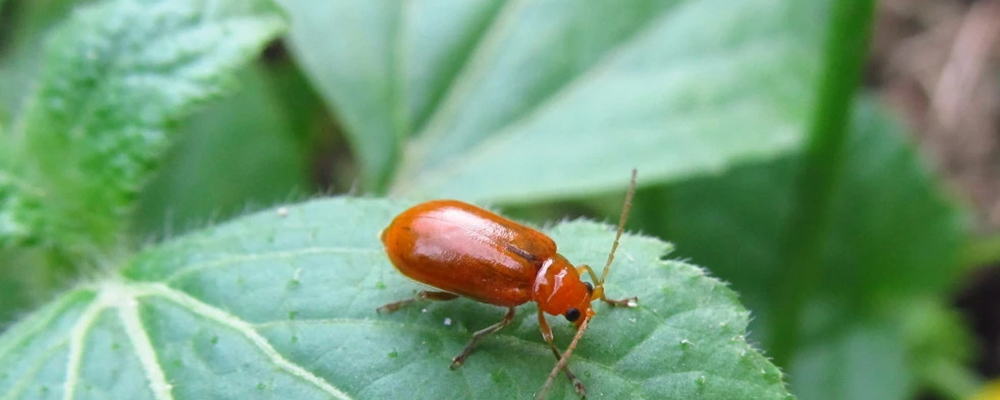 Prevention and Control of Agricultural Pests-Chewing Pests with Mouthparts