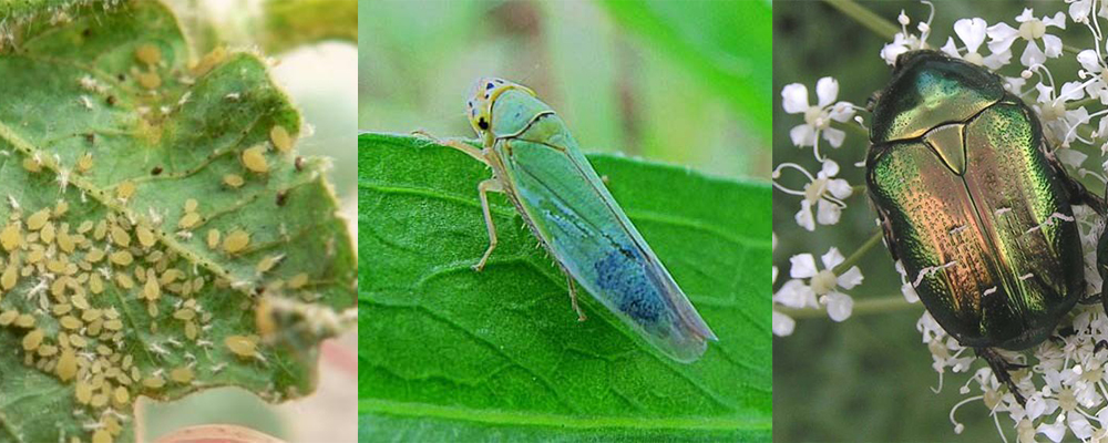 Leafhoppers, thrips, planthoppers