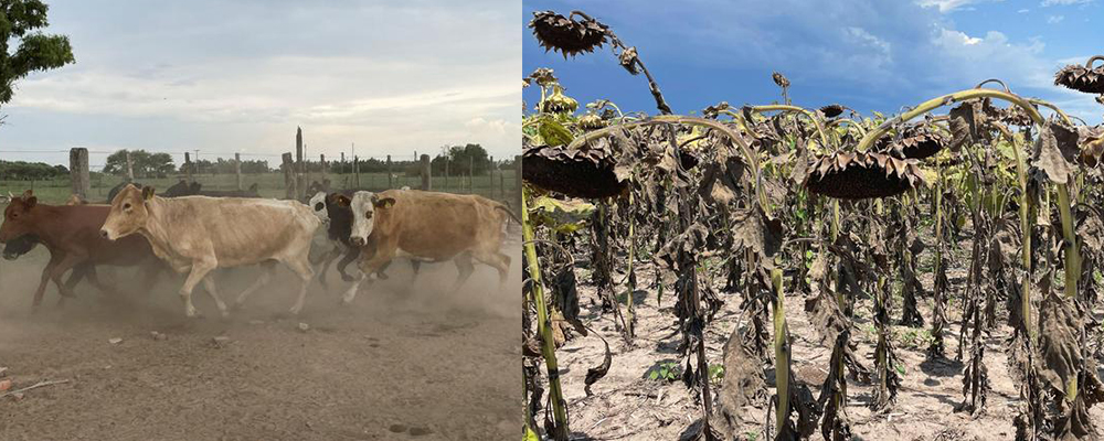 Three consecutive years of drought are damaging Argentina's critical growing season