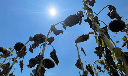 Argentina’s main grain-producing areas suffer worst drought