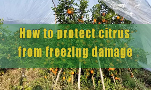 How to protect citrus from freezing damage