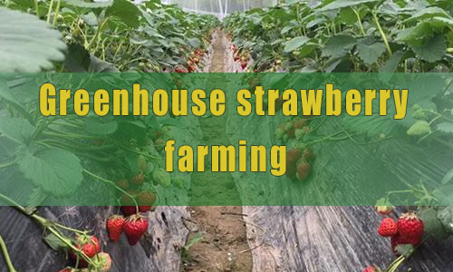 Greenhouse strawberry farming
