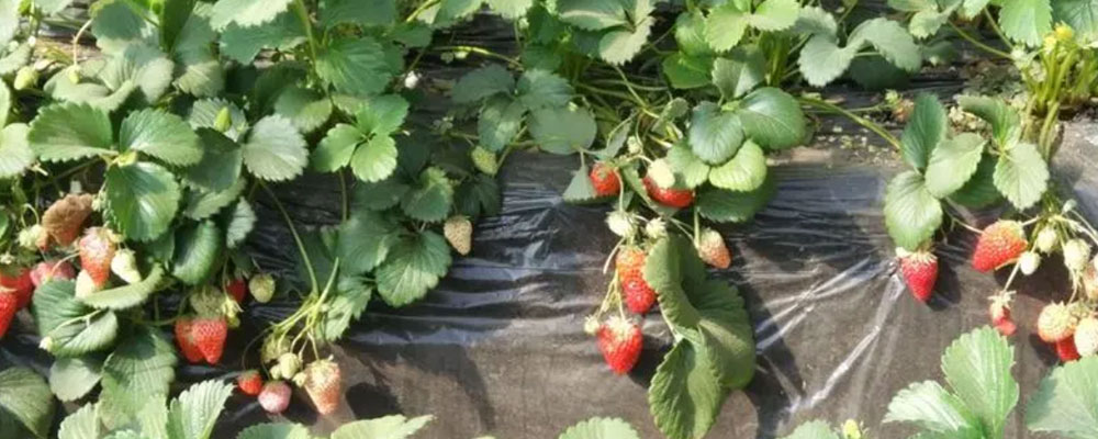 greenhouse strawberry varieties