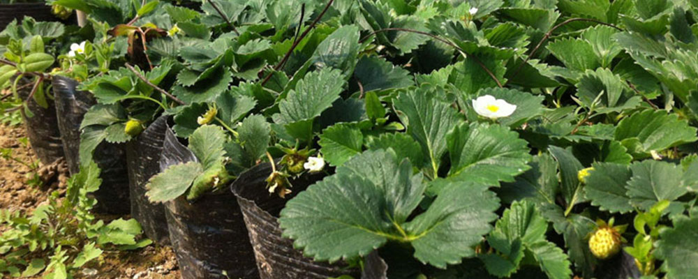 greenhouse strawberry yield