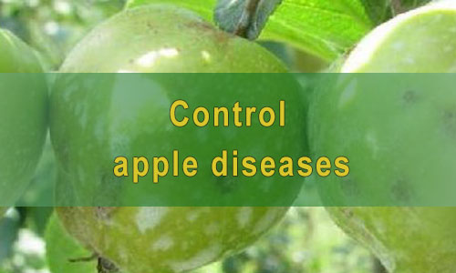 Control apple diseases
