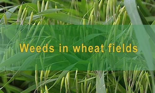 Weeds in wheat fields