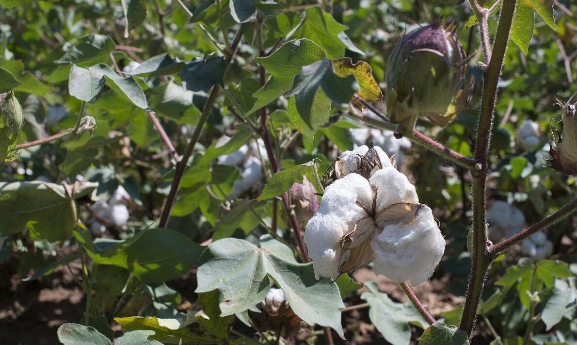 cotton growing methods