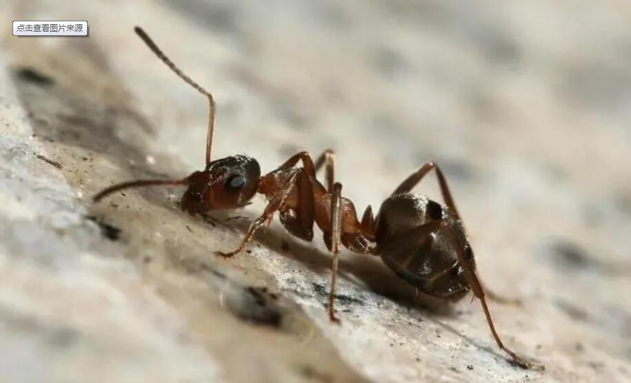 ant pesticide