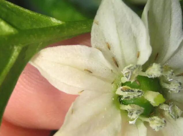 Thrips Control on Plants