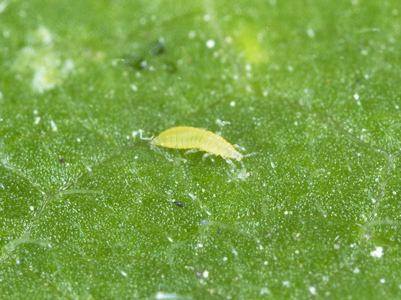 Thrips damage