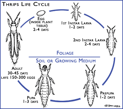 Thrips life cycle