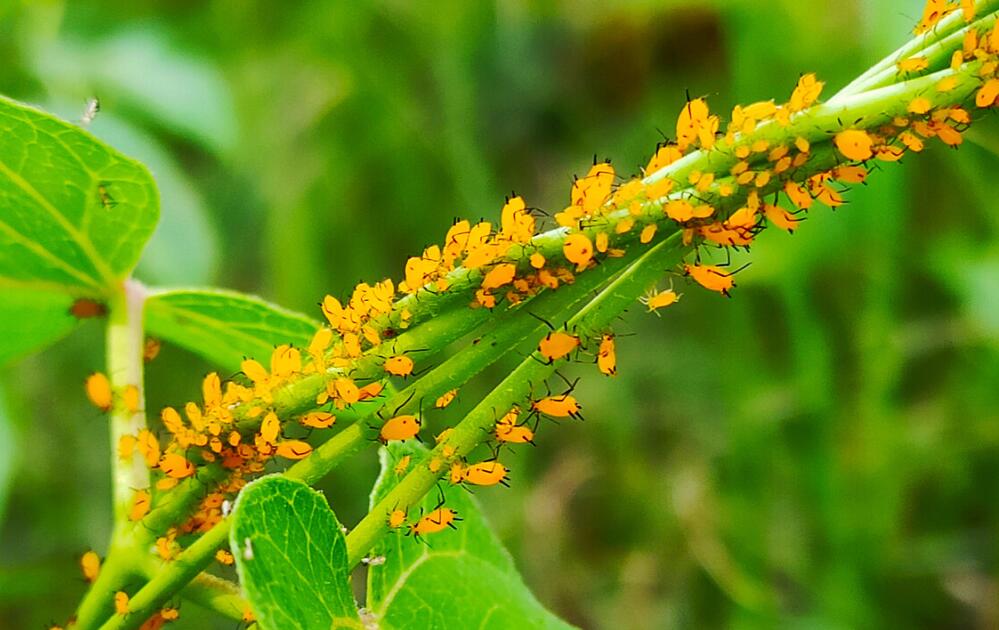 aphid damage