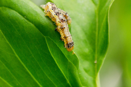 bt cotton bollworm