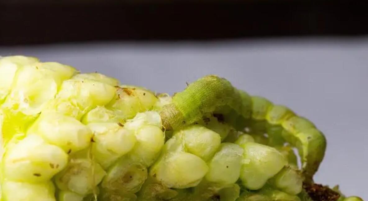 damage caused by cotton bollworm