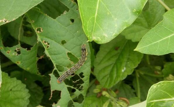 How to get rid of cotton bollworms?