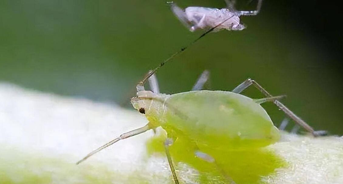 natural aphid control