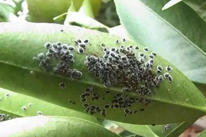 whiteflies on plants