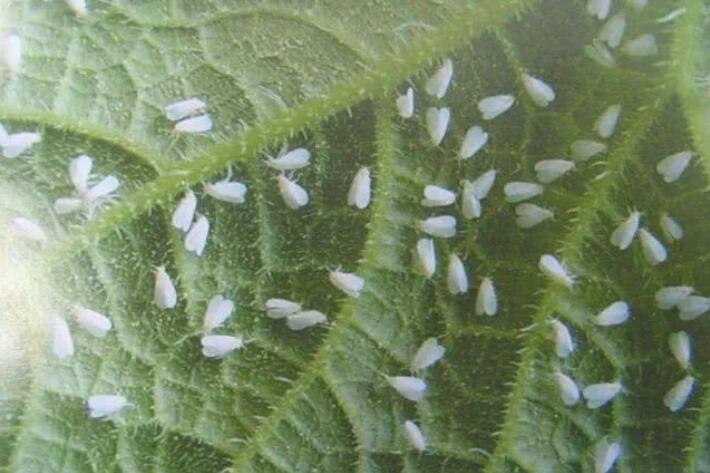 How to get rid of whiteflies
