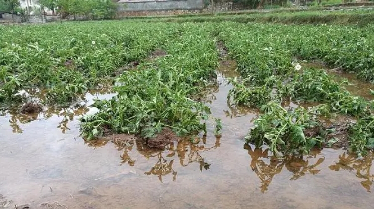 Effect of Rain on the Efficacy of Herbicides