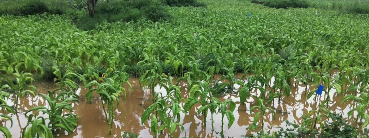 Effect of Rain on the Efficacy of Herbicides