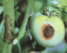 Early and Late Blight: Introduction and Control - Pesticides products ...
