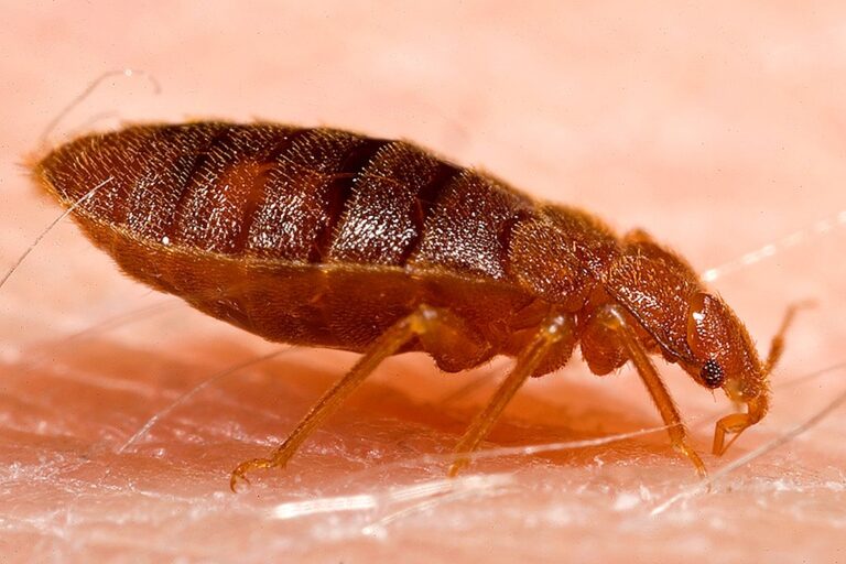 Why are bed bugs so annoying?-Awiner has the answer！