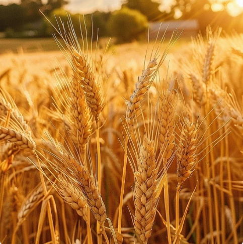 How to Choose a Wheat Seed Treatment Agent?