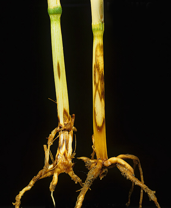 Wheat Sheath Blight