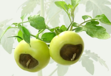 What causes tomatoes to develop “rotten bottoms”?