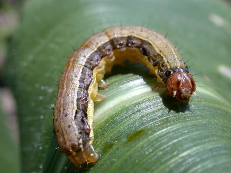 What is the best insecticide for caterpillars?
